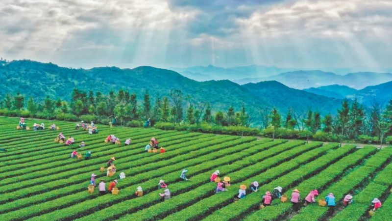 大棚材质分类：家庭农场种植的关键选择**