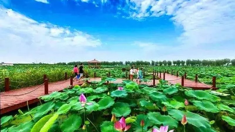 蔬菜配送，价格波动背后的市场逻辑**