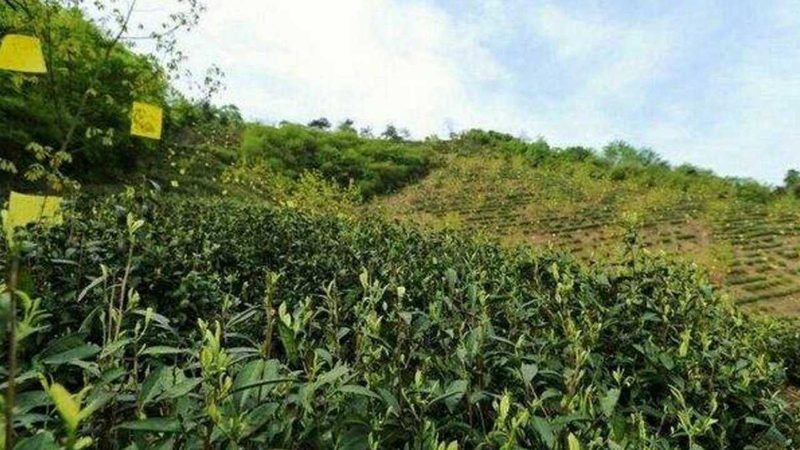 在选择绿色食品认证代理时，要对比不同机构的报价和服务。以下是一些建议：