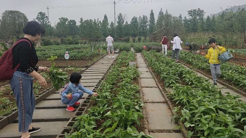 绿色食品认证：揭秘认证厂家的背后逻辑