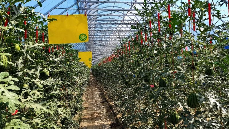 水果种植企业哪家好？揭秘优质企业的关键指标
