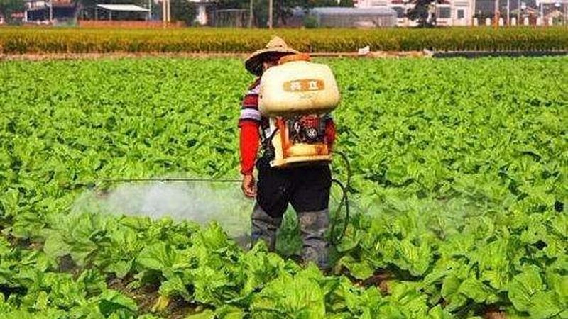 温室大棚：生态农业的绿色守护者，如何选择优质大棚？**
