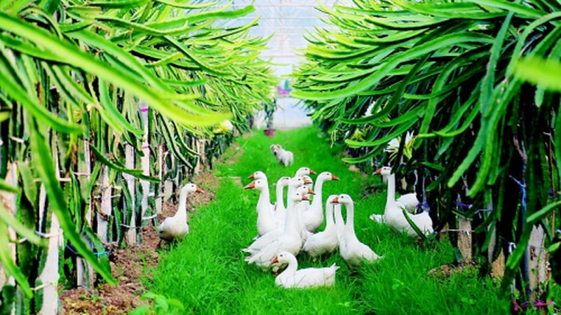 粮食种植哪家种子公司好
